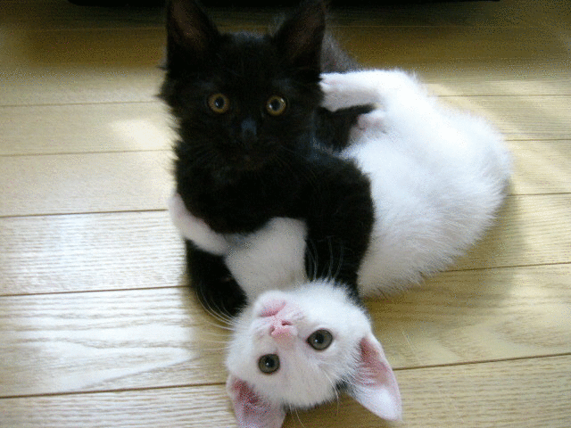Blanc et noir